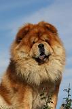 CHOW CHOW 410